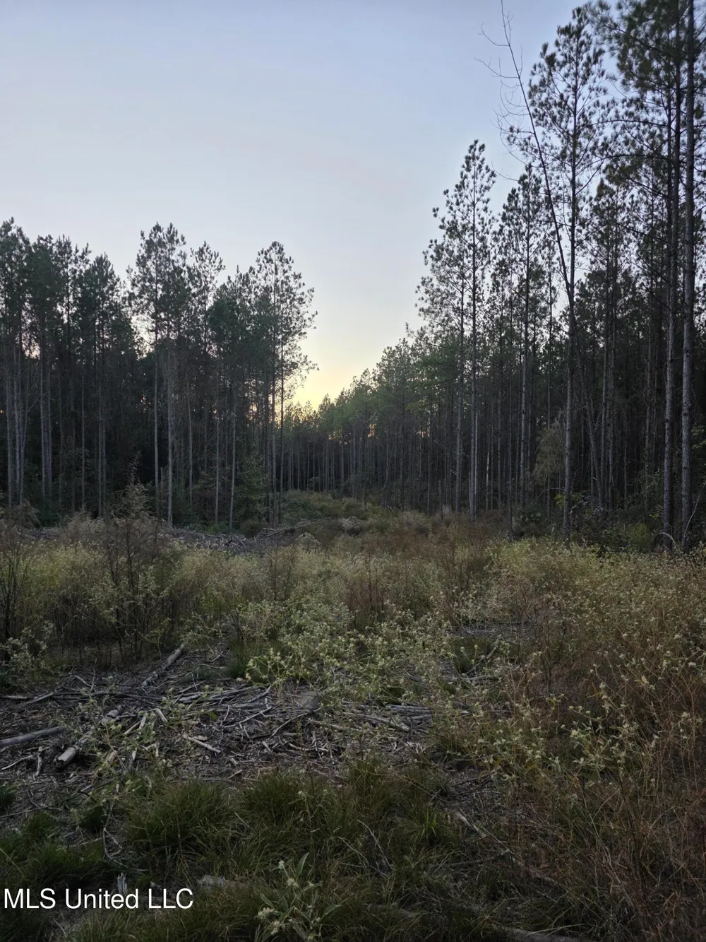 County Rd 77 Mize, MS 39116