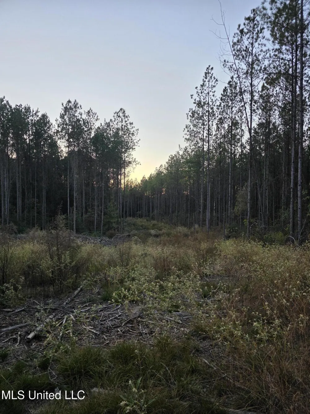 County Rd 77 Mize, MS 39116