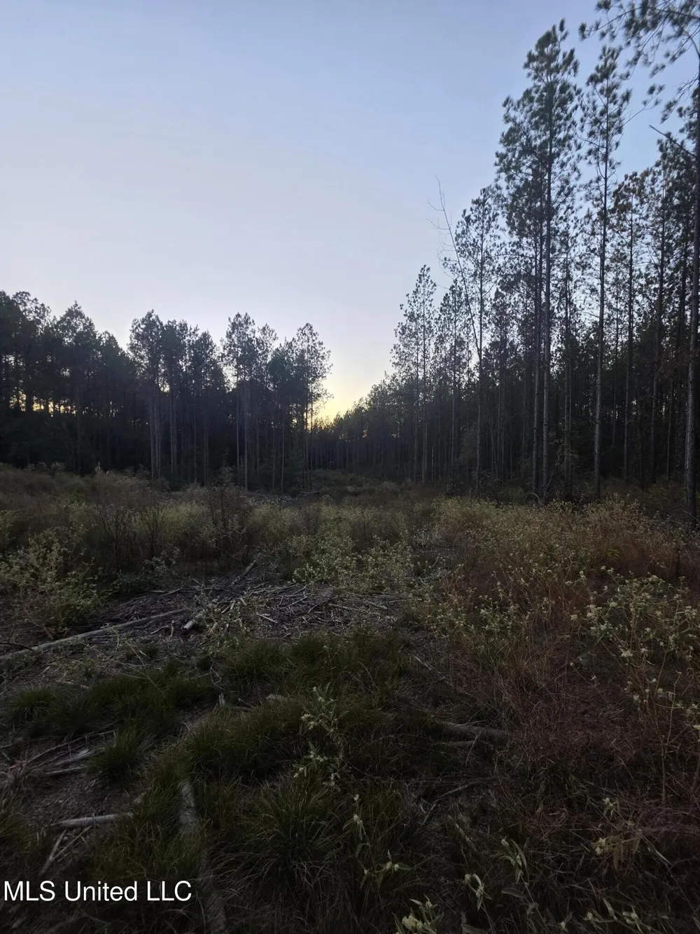 County Rd 77 Mize, MS 39116