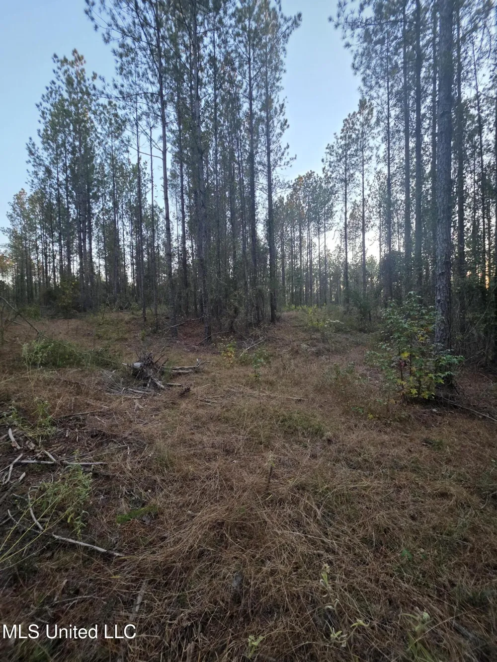 County Rd 77 Mize, MS 39116