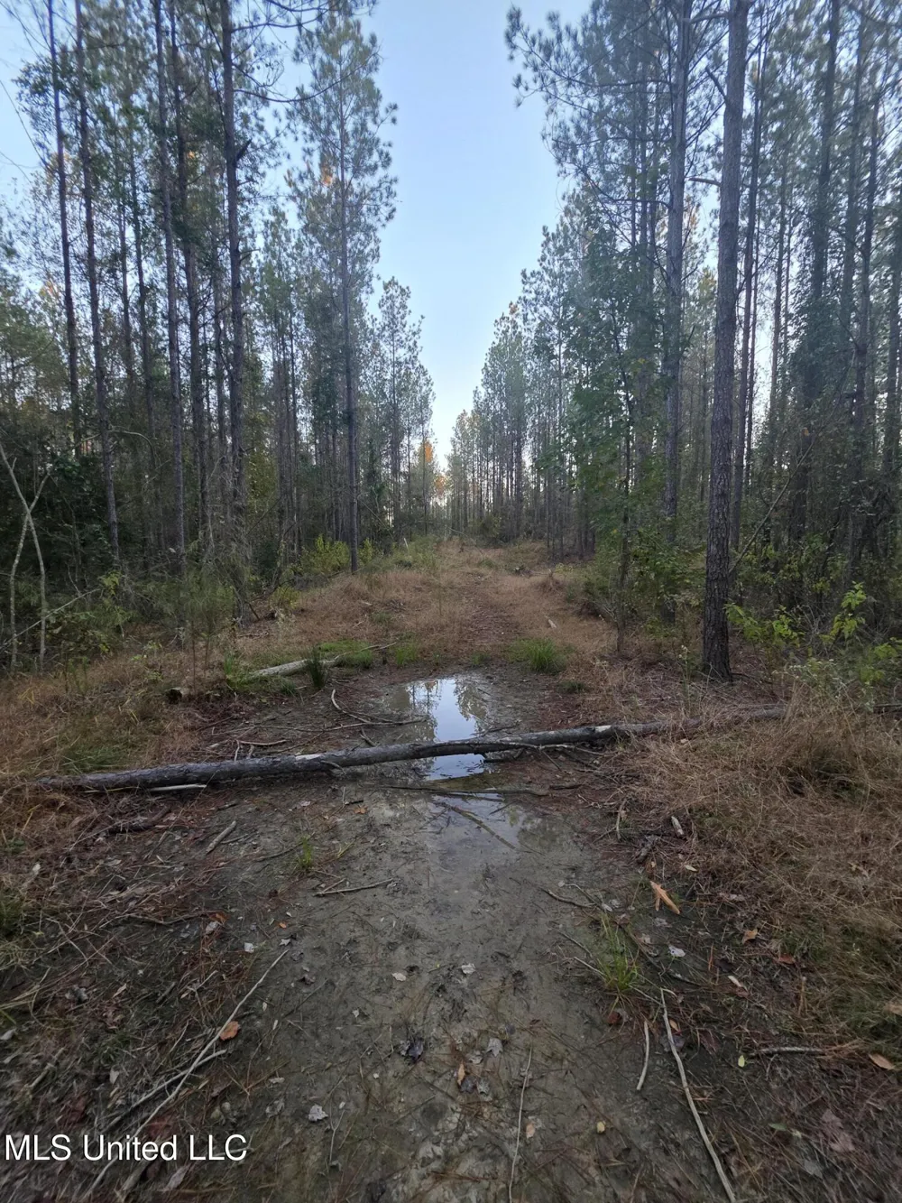 County Rd 77 Mize, MS 39116