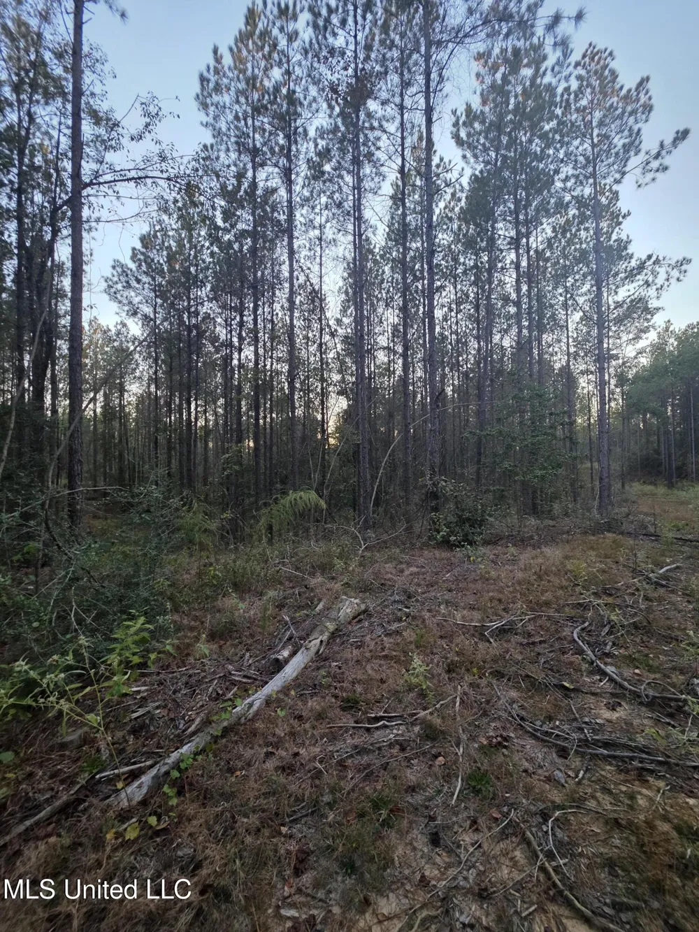 County Rd 77 Mize, MS 39116