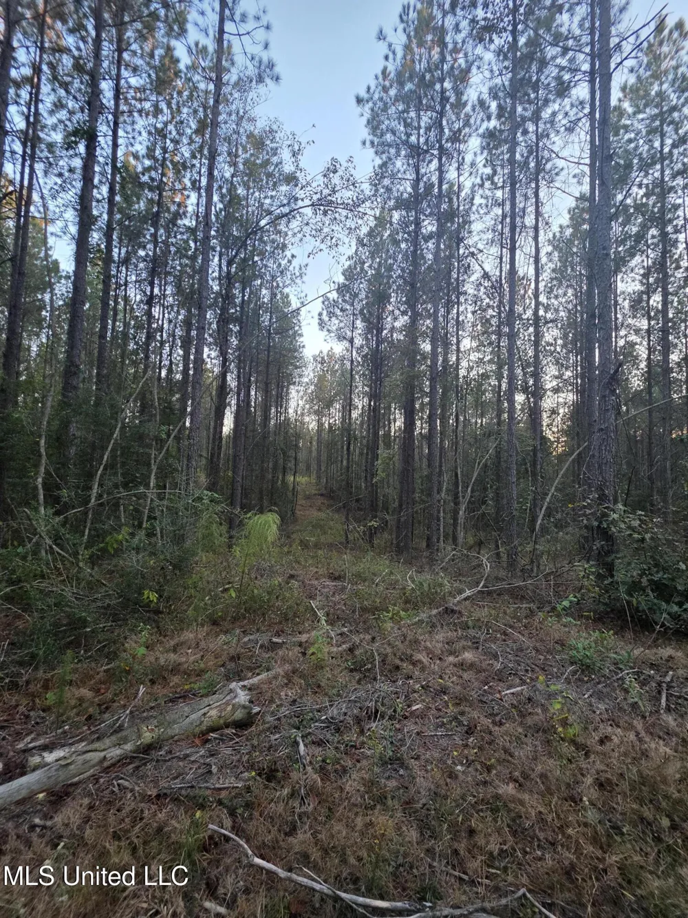 County Rd 77 Mize, MS 39116