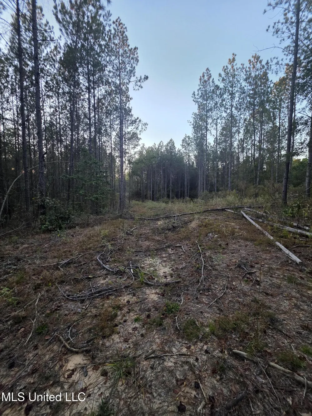 County Rd 77 Mize, MS 39116