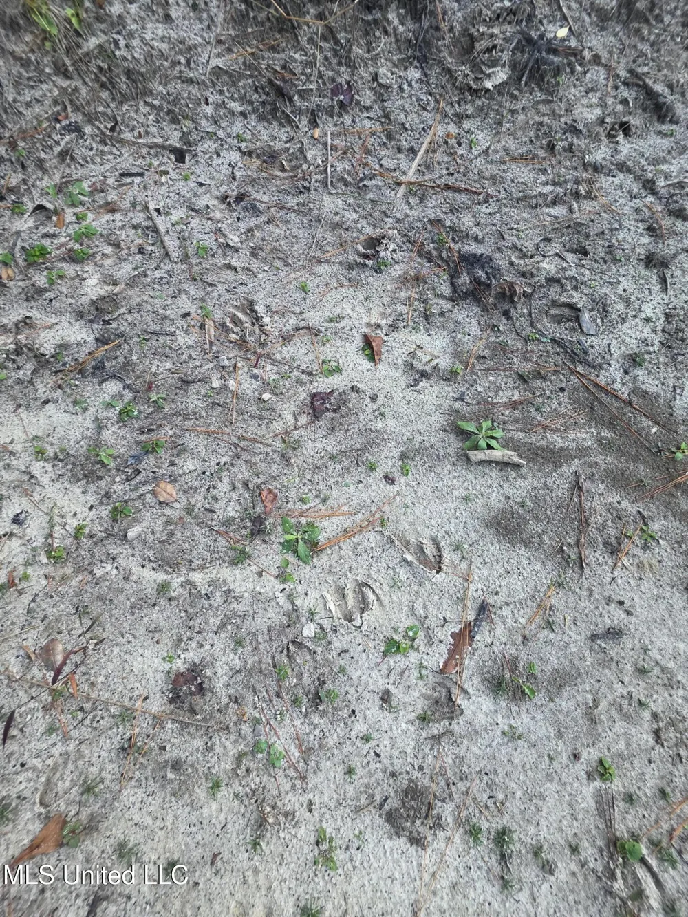 County Rd 77 Mize, MS 39116