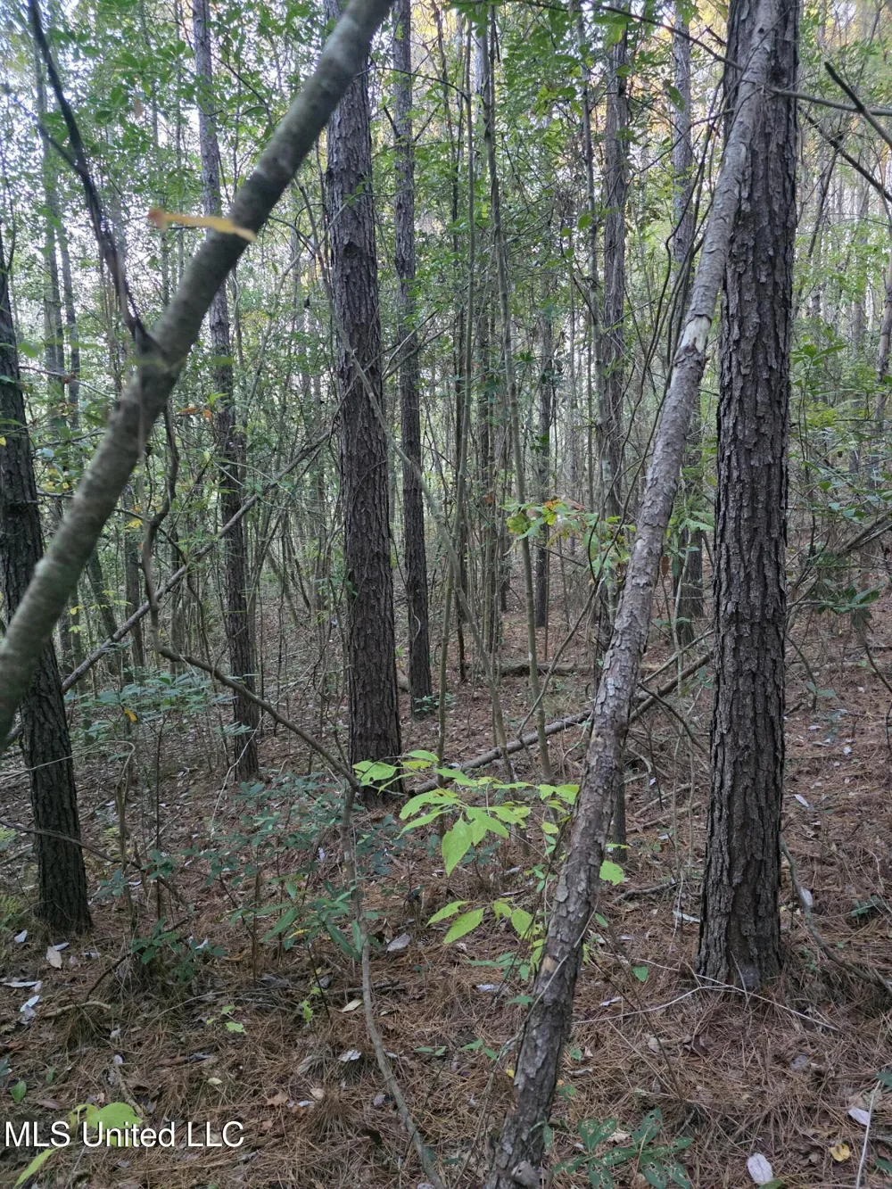 County Rd 77 Mize, MS 39116