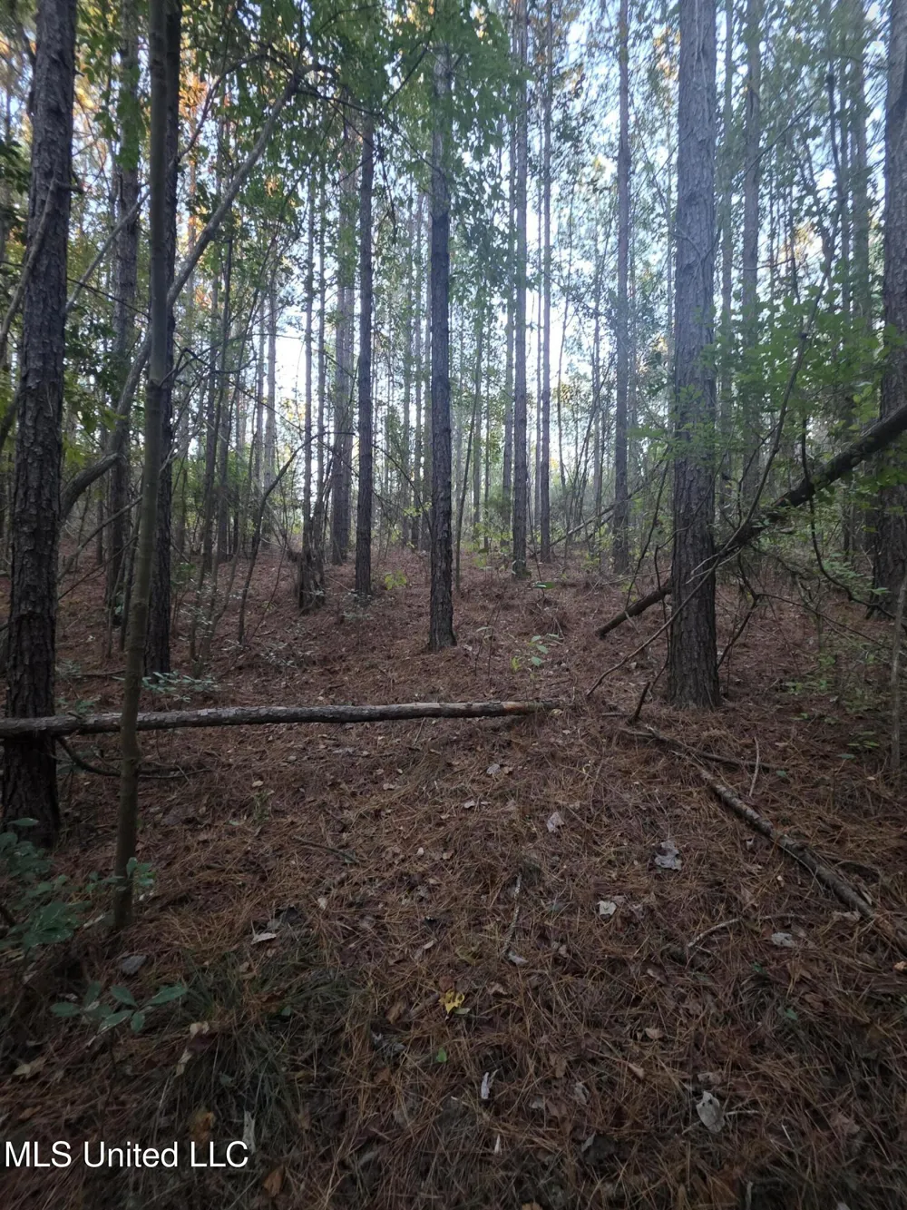 County Rd 77 Mize, MS 39116