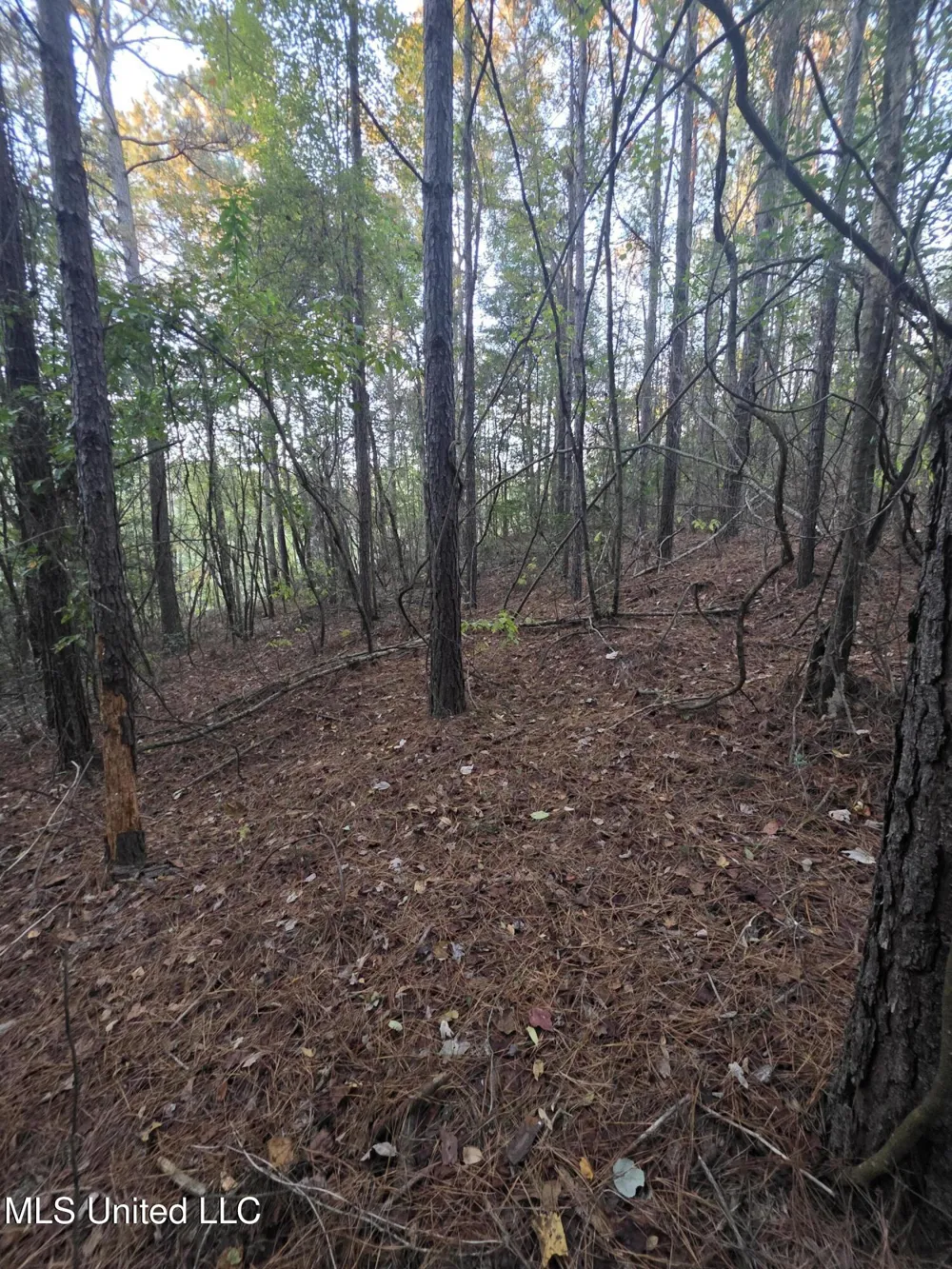 County Rd 77 Mize, MS 39116