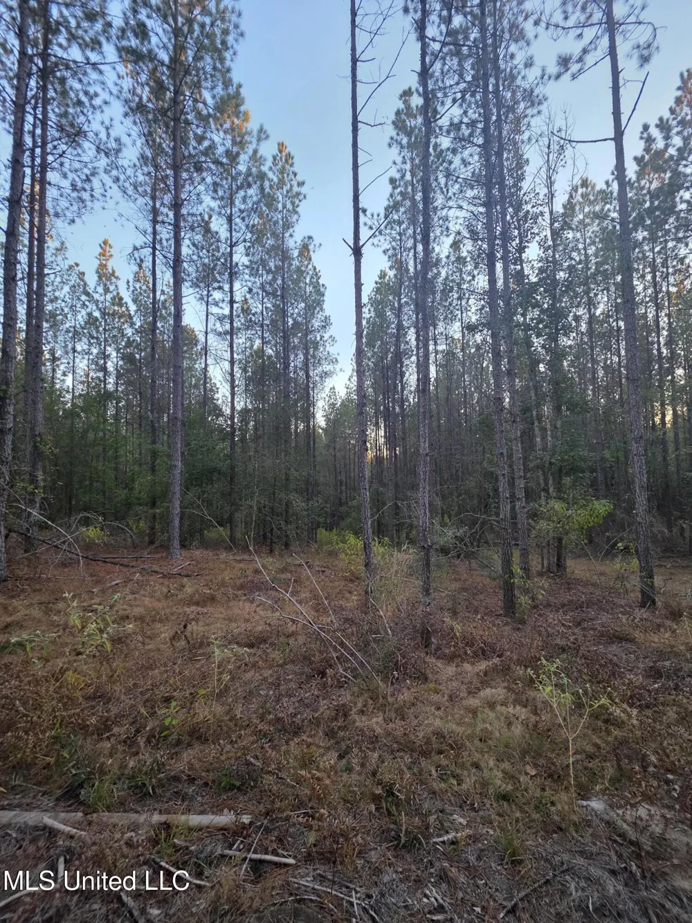 County Rd 77 Mize, MS 39116