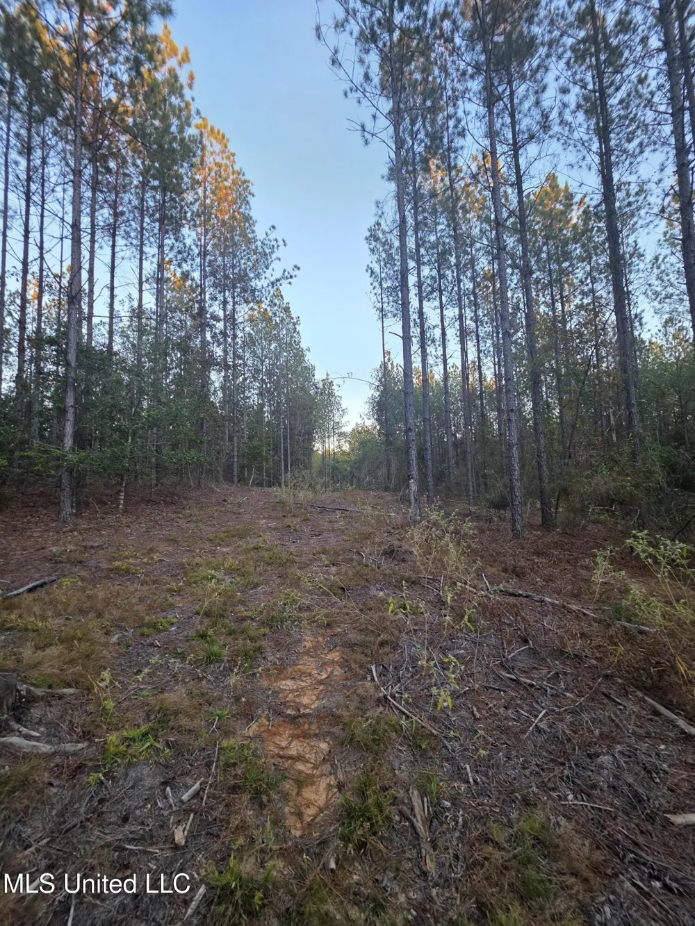 County Rd 77 Mize, MS 39116