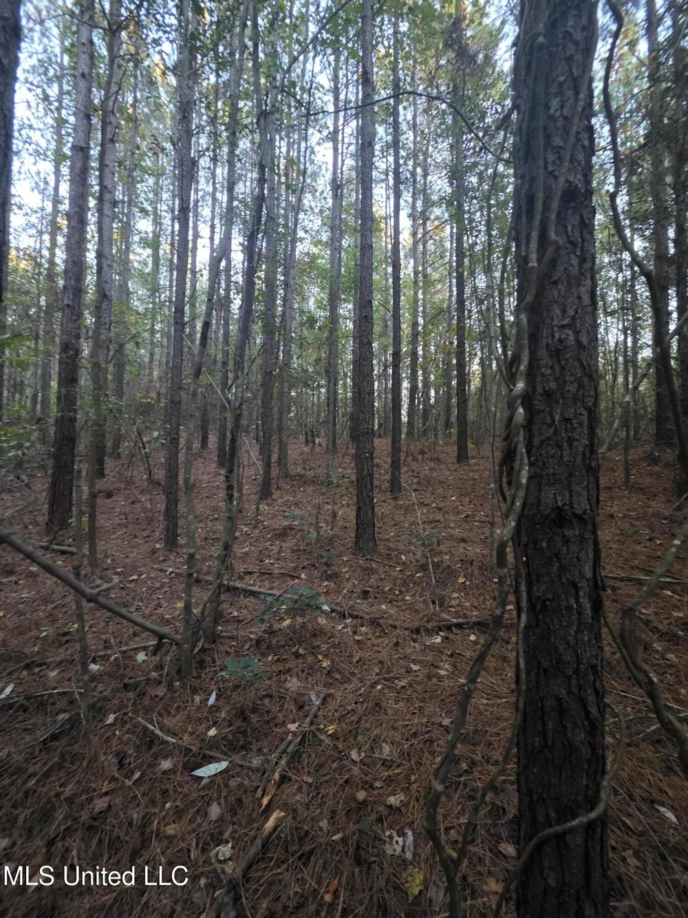 County Rd 77 Mize, MS 39116