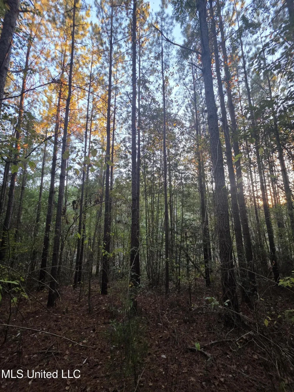 County Rd 77 Mize, MS 39116