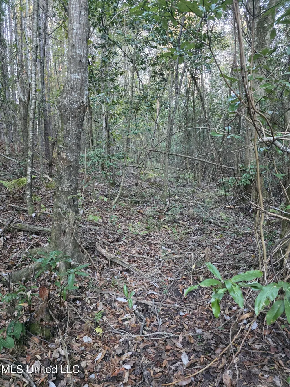 County Rd 77 Mize, MS 39116