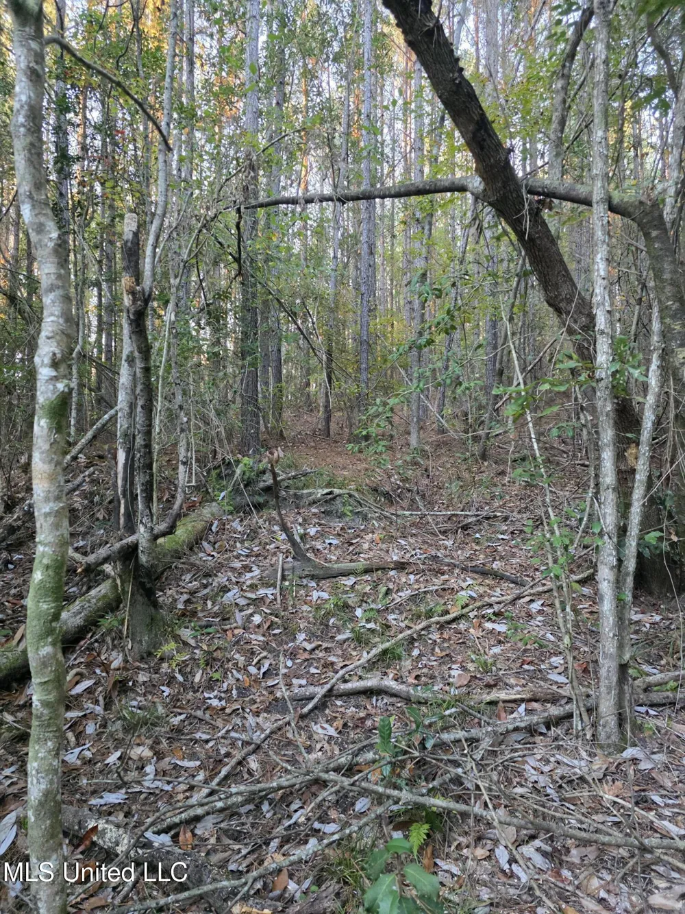 County Rd 77 Mize, MS 39116