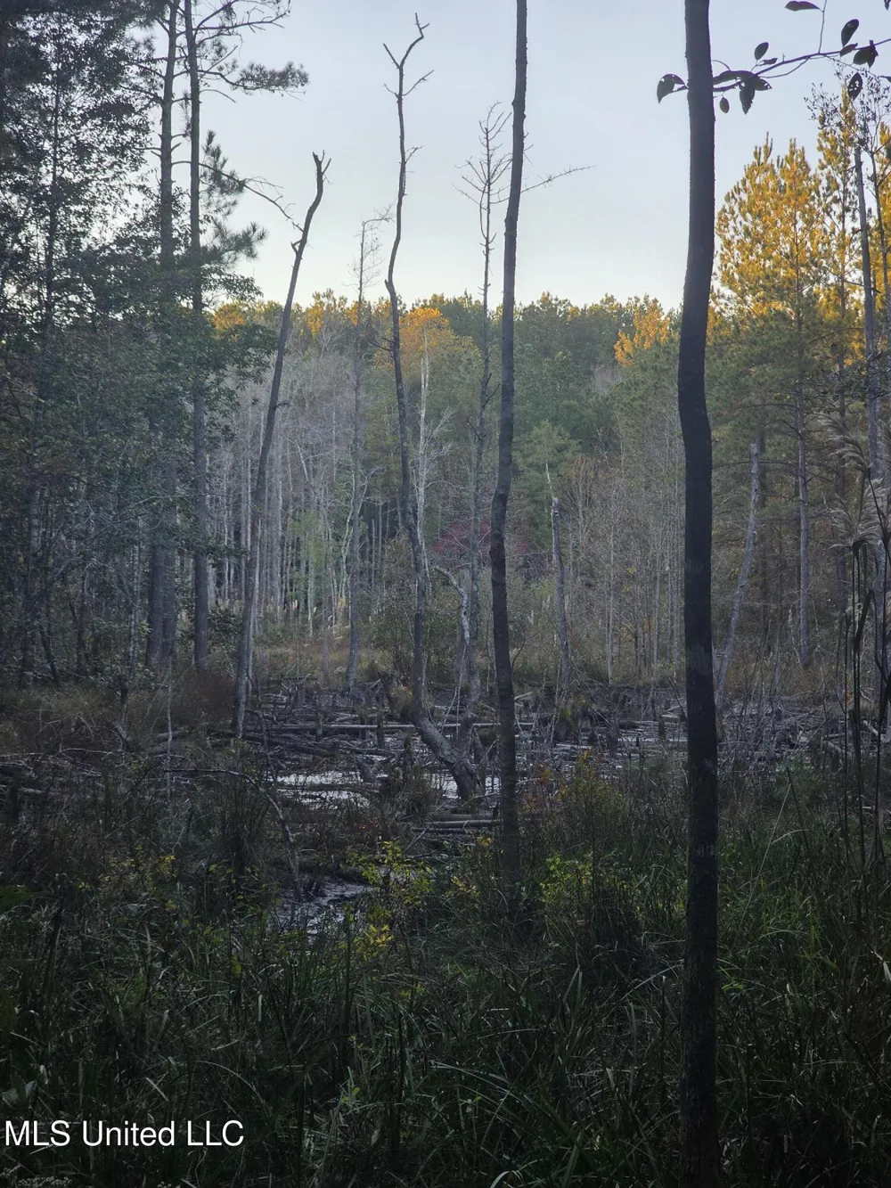 County Rd 77 Mize, MS 39116