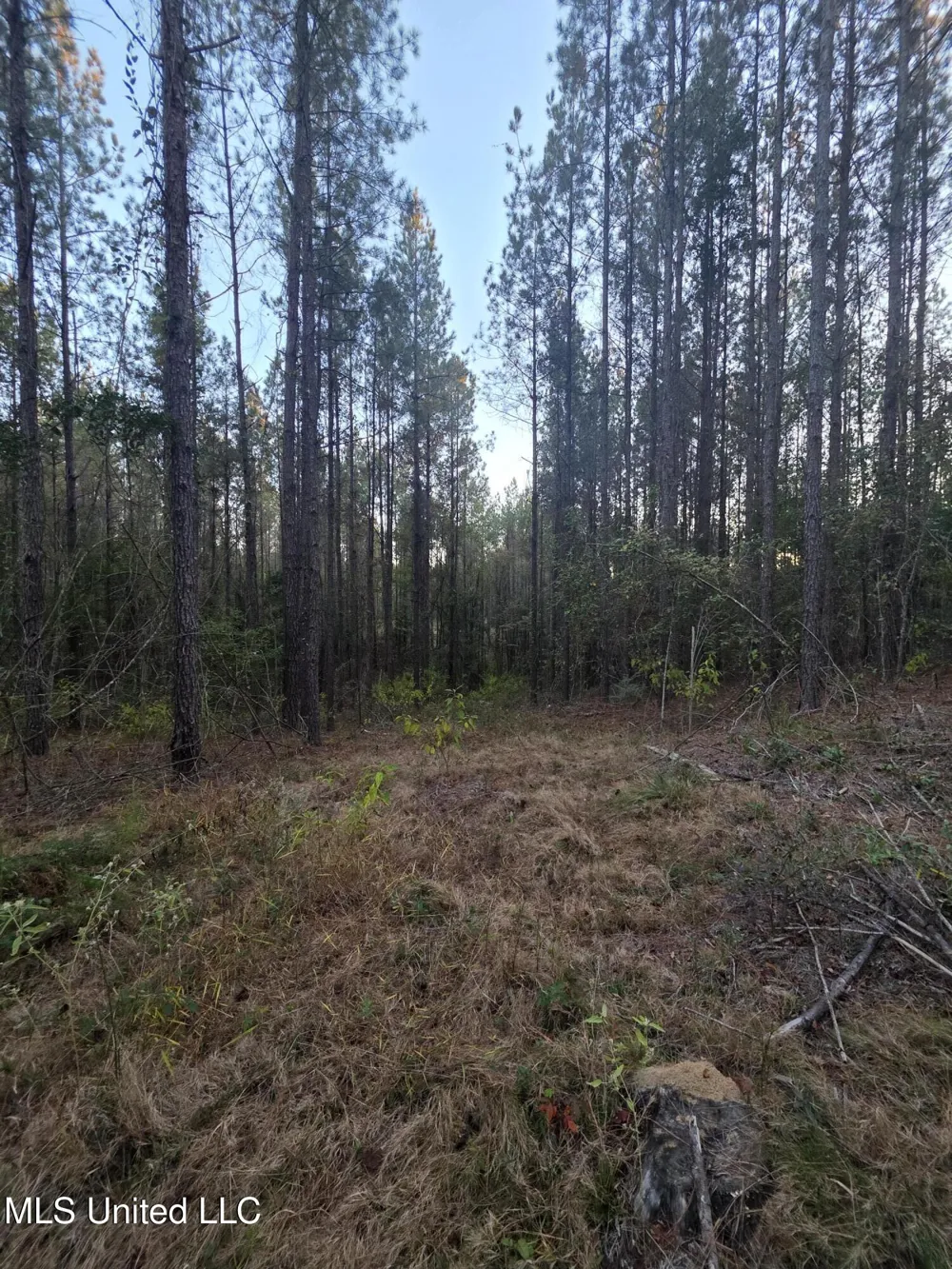 County Rd 77 Mize, MS 39116