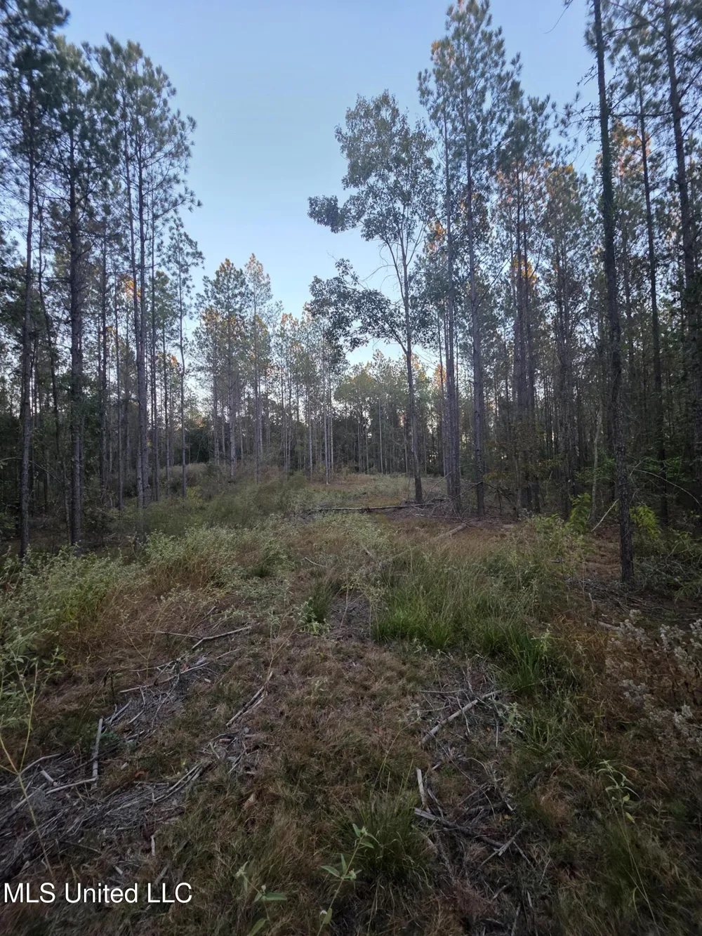 County Rd 77 Mize, MS 39116