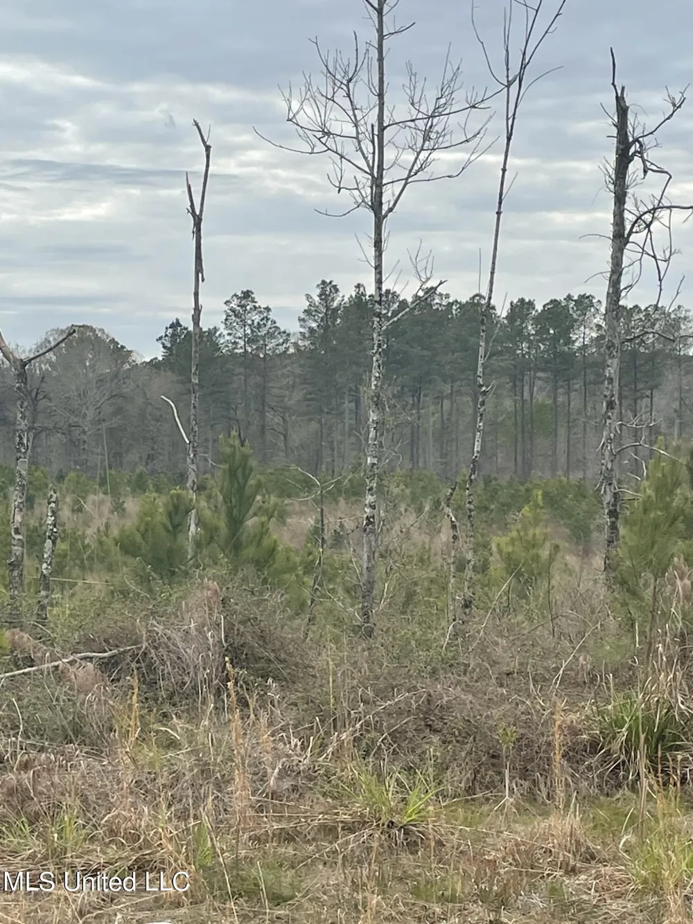 Co Rd 419 Calhoun City, MS 38916