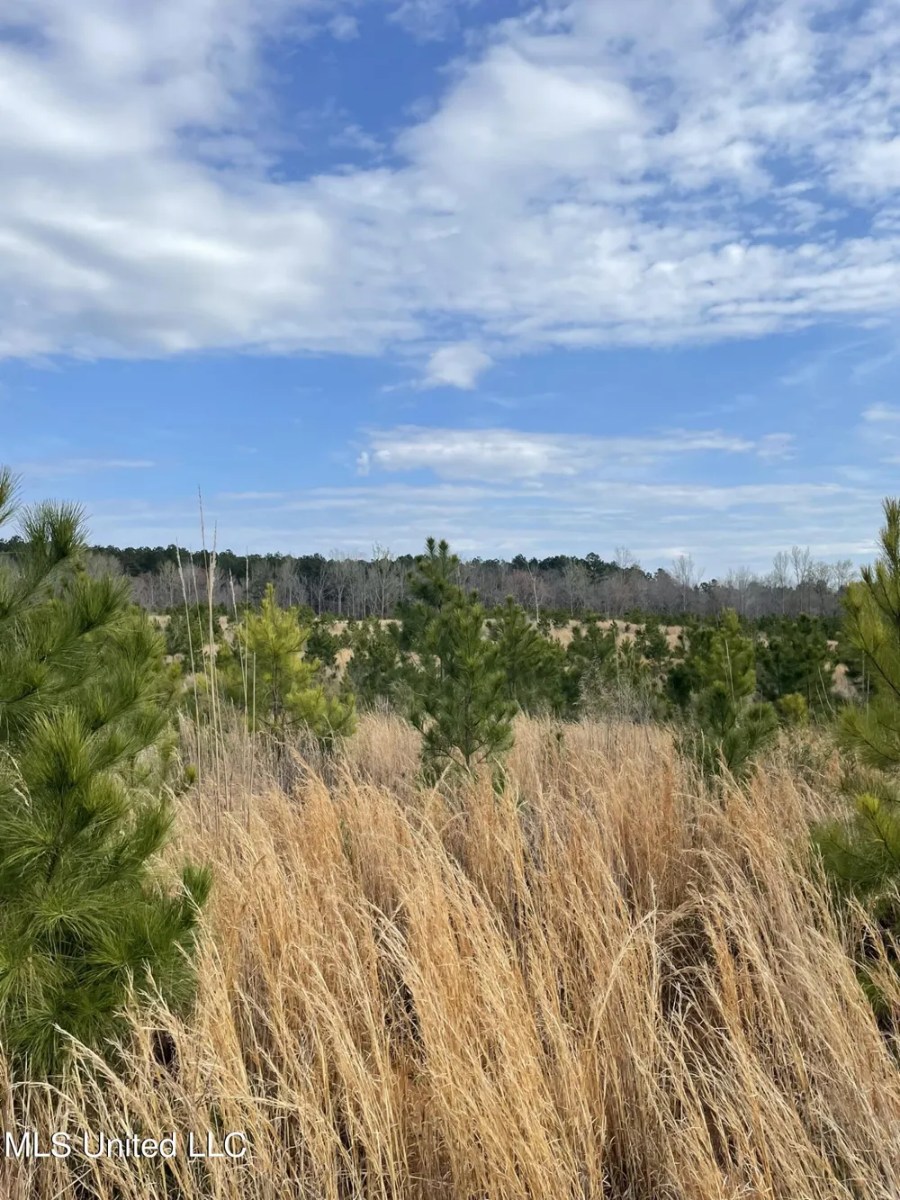 Co Rd 419 Calhoun City, MS 38916