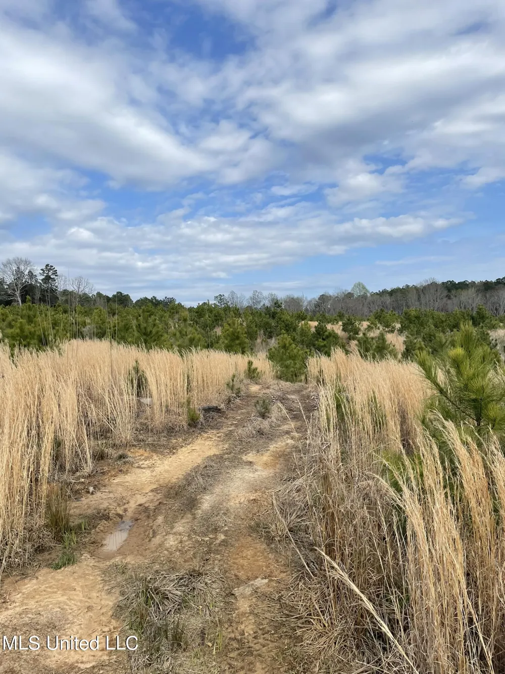 Co Rd 419 Calhoun City, MS 38916