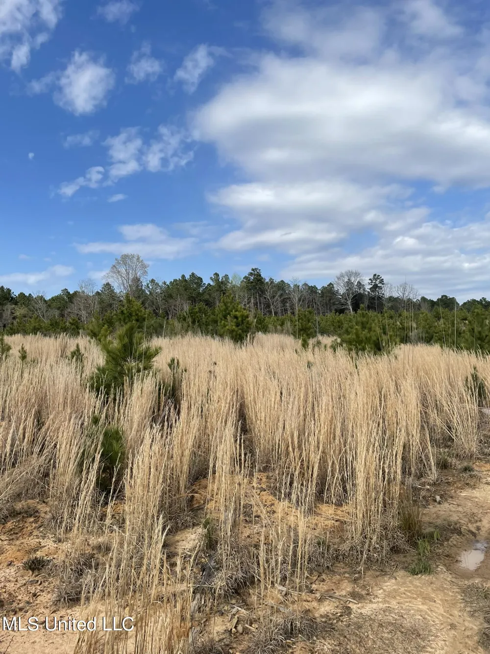 Co Rd 419 Calhoun City, MS 38916