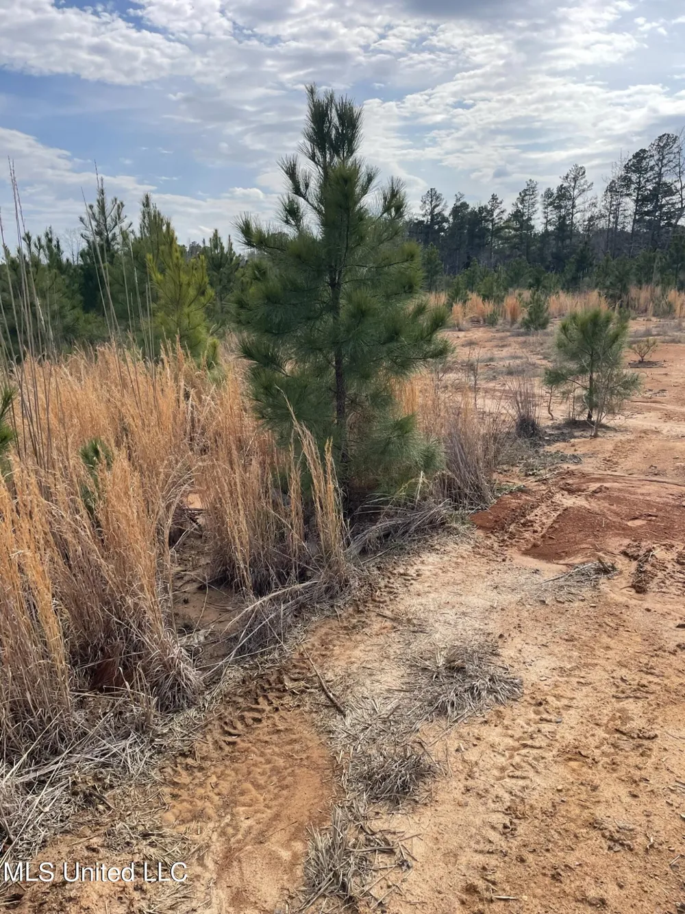 Co Rd 419 Calhoun City, MS 38916