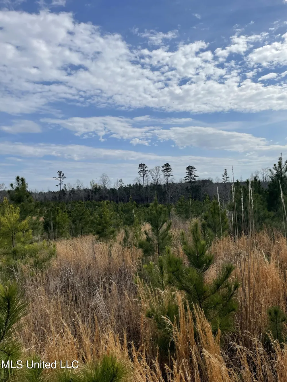 Co Rd 419 Calhoun City, MS 38916