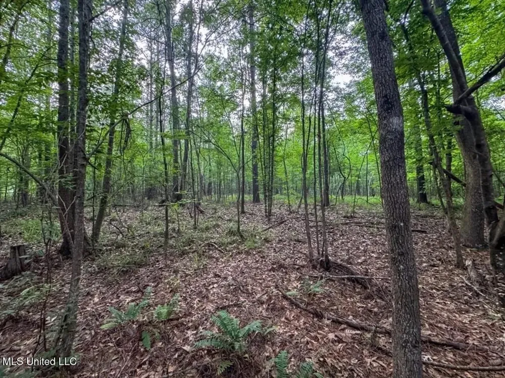 4 Old Hamburg Roxie Road Roxie, MS 39661