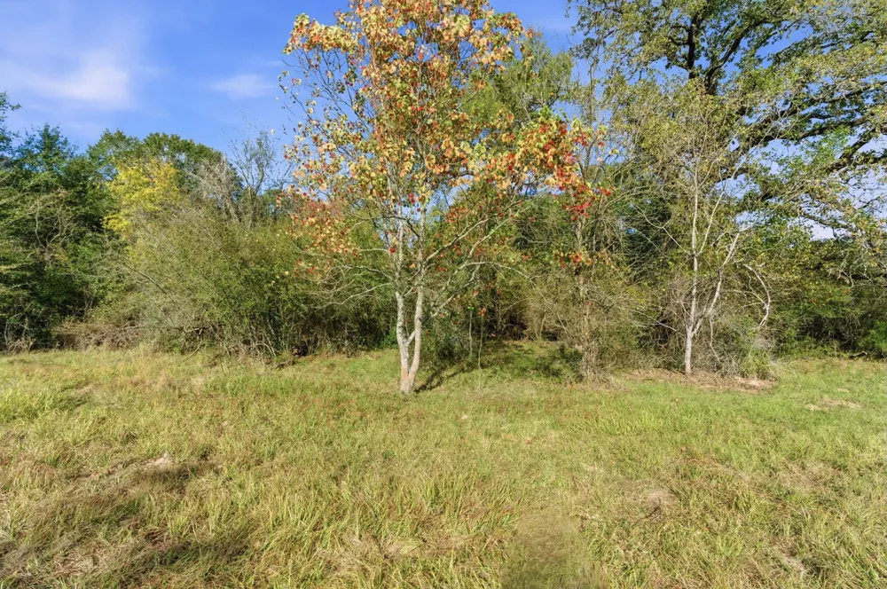 County Rd 204 Plantersville, TX 77363