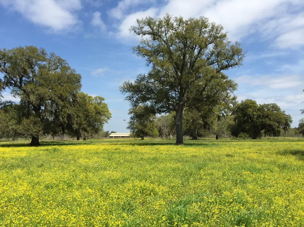 16427 Majestic Oaks Drive Rosharon, TX 77583