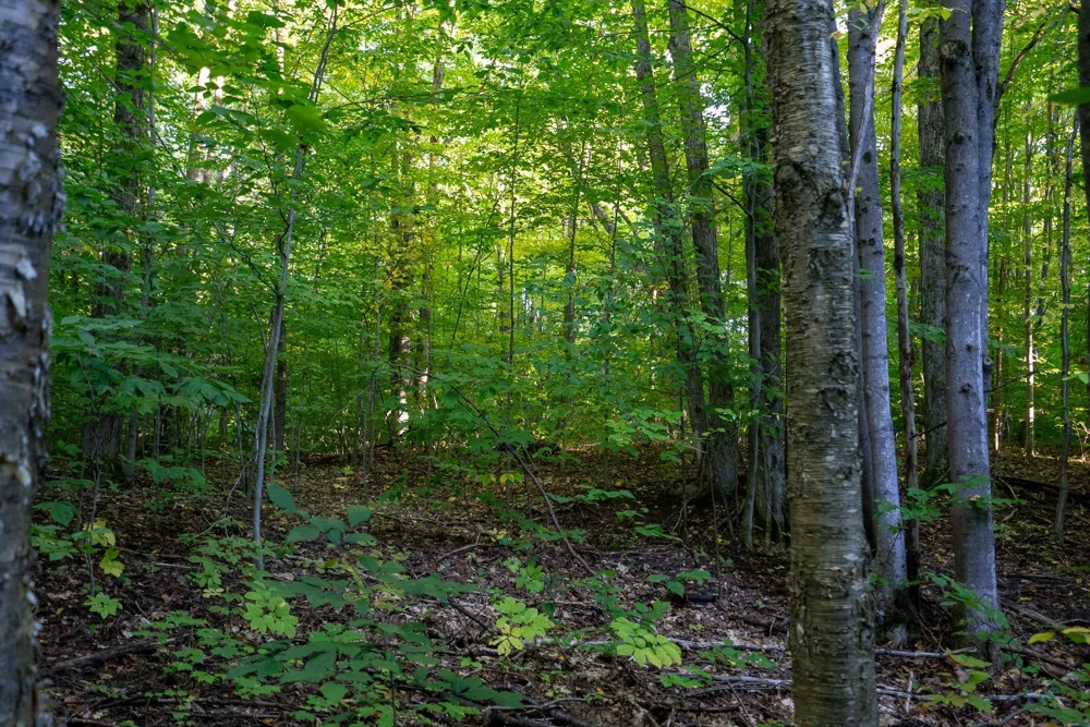 Forestgrove Drive Star Township, MI 49730