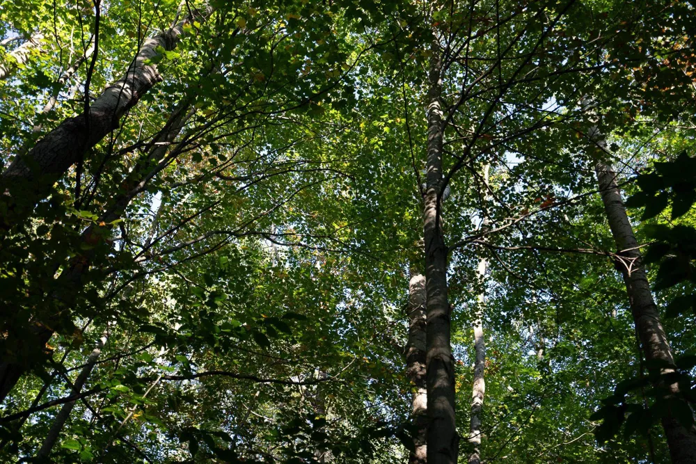 Forestgrove Drive Star Township, MI 49730