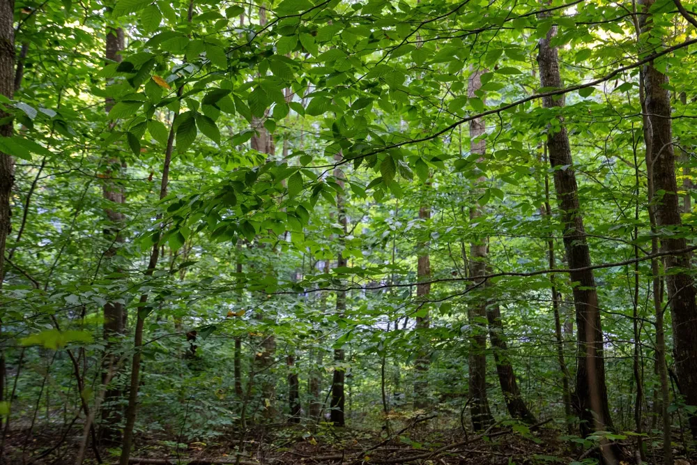 Forestgrove Drive Star Township, MI 49730