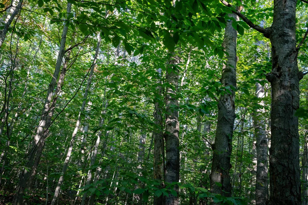 Forestgrove Drive Star Township, MI 49730