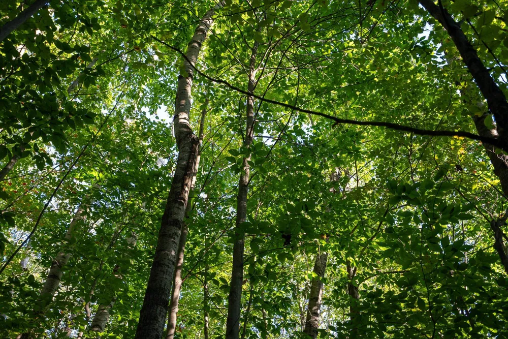 Forestgrove Drive Star Township, MI 49730