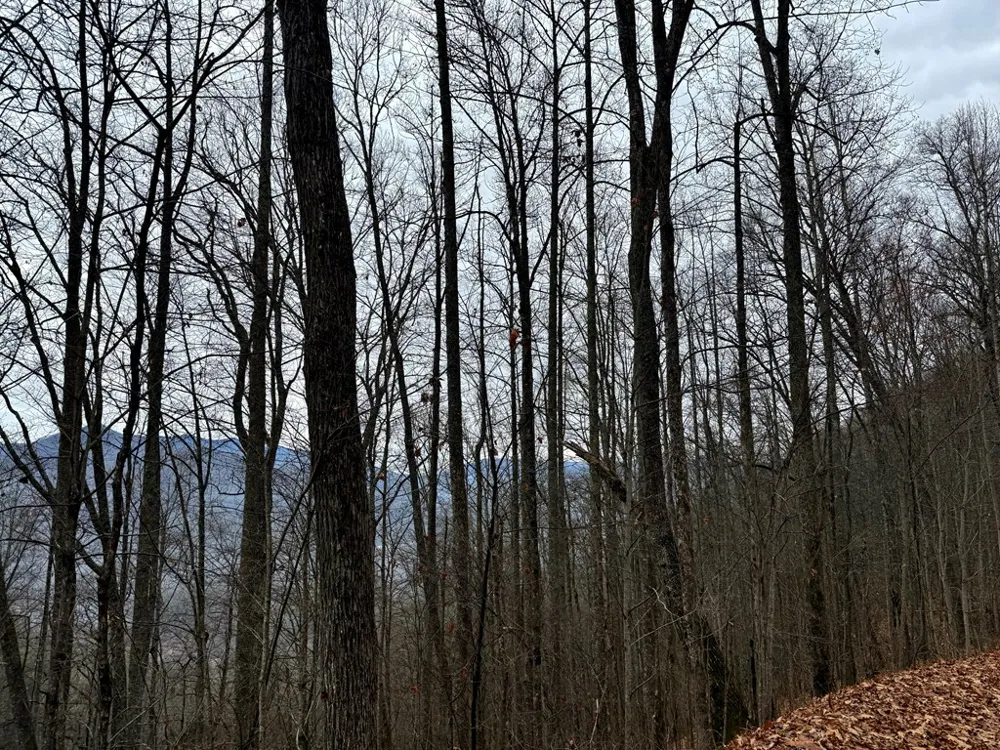 Vail Pass Rd Whittier, NC 28789