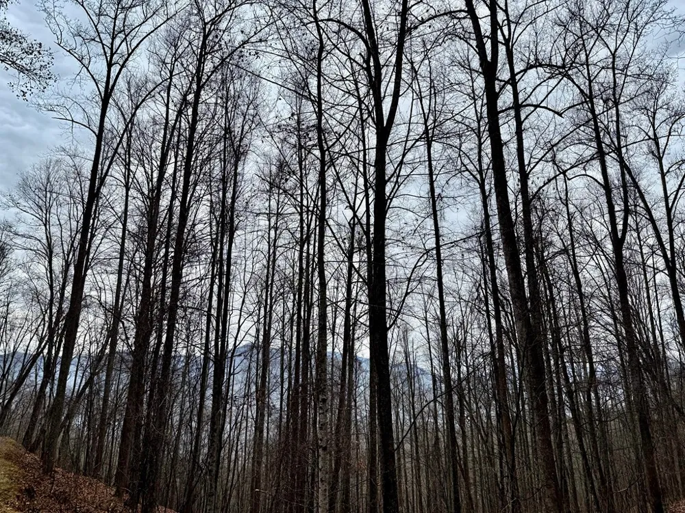 Vail Pass Rd Whittier, NC 28789