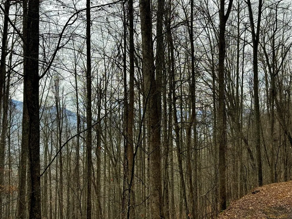 Vail Pass Rd Whittier, NC 28789