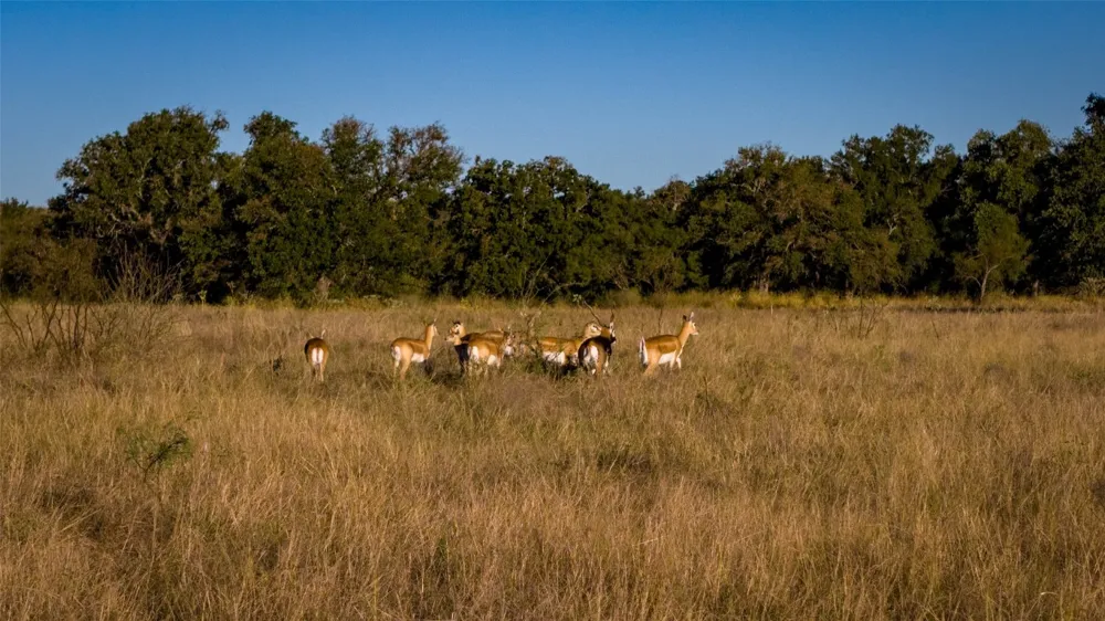 7702 Ranch Road 965 Llano, TX 78624