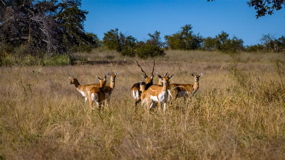 7702 Ranch Road 965 Llano, TX 78624