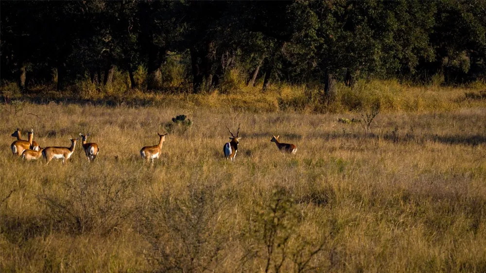 7702 Ranch Road 965 Llano, TX 78624