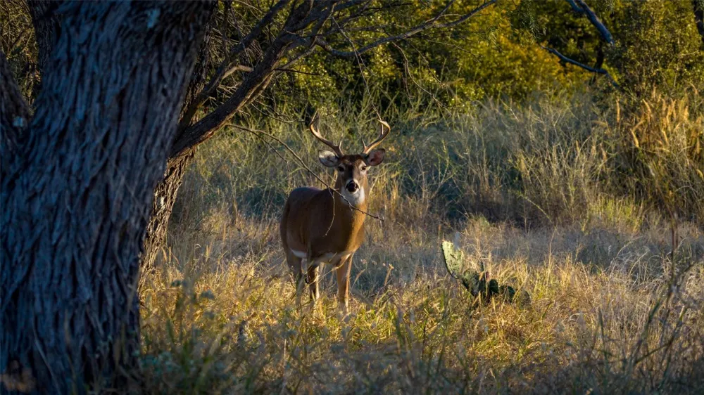 7702 Ranch Road 965 Llano, TX 78624