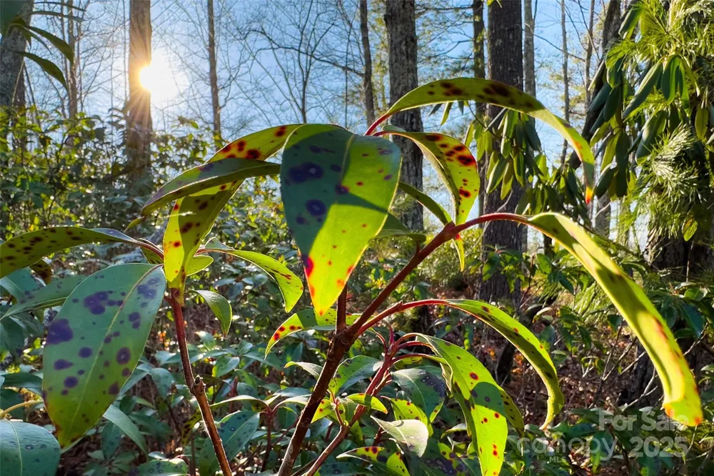 Lot #45 Fox Ridge Trail Marion, NC 28752