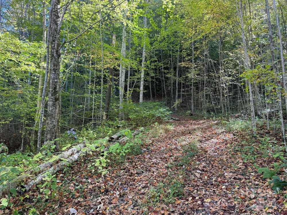 000 Hamburg Road #49 Mars Hill, NC 28754