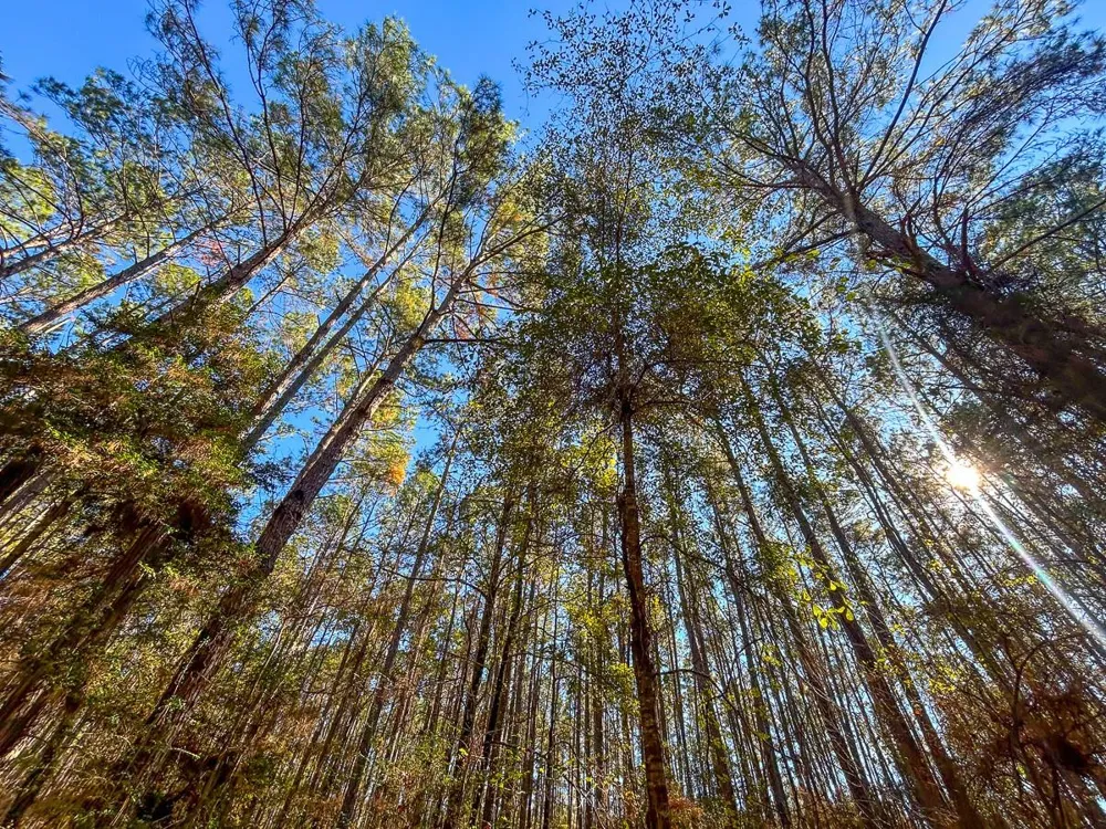 Forest Service Road 527 Apple Springs, TX 75926
