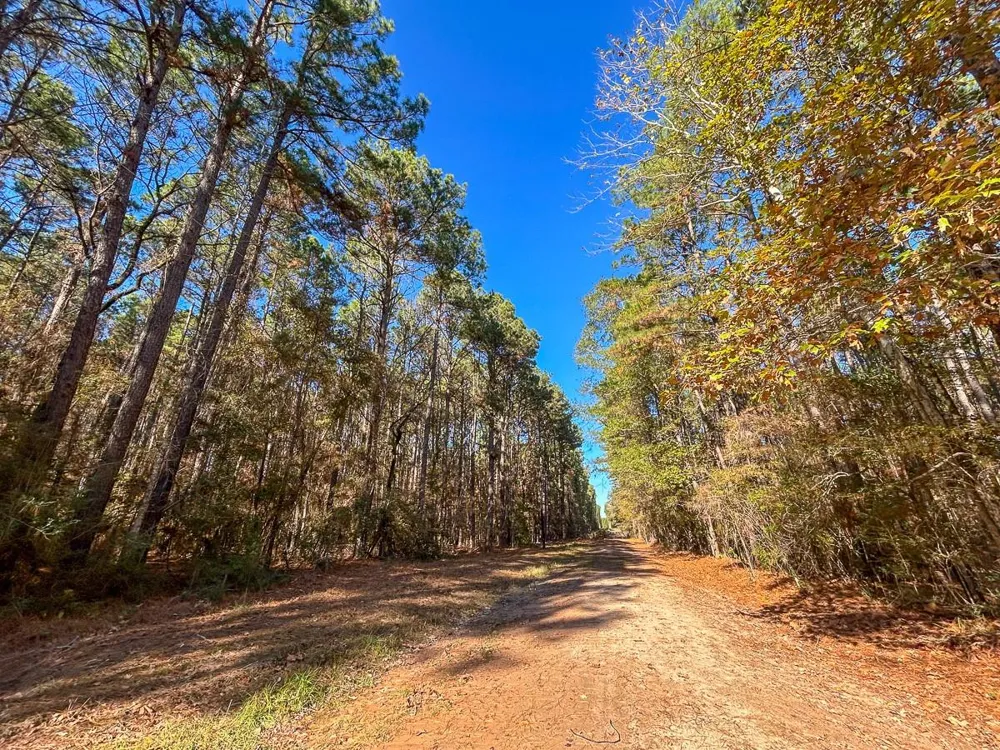 Forest Service Road 527 Apple Springs, TX 75926