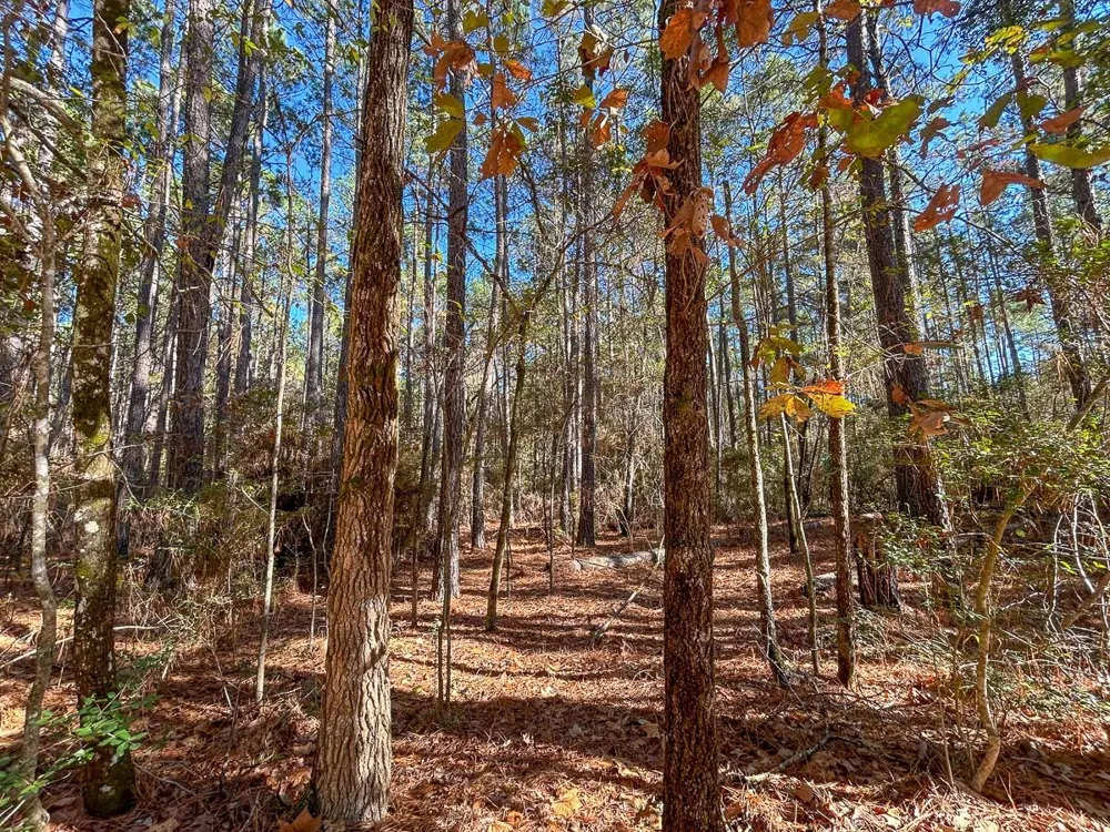 Forest Service Road 527 Apple Springs, TX 75926