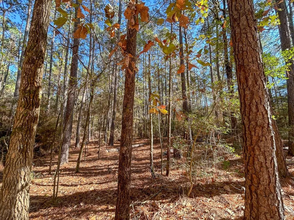 Forest Service Road 527 Apple Springs, TX 75926