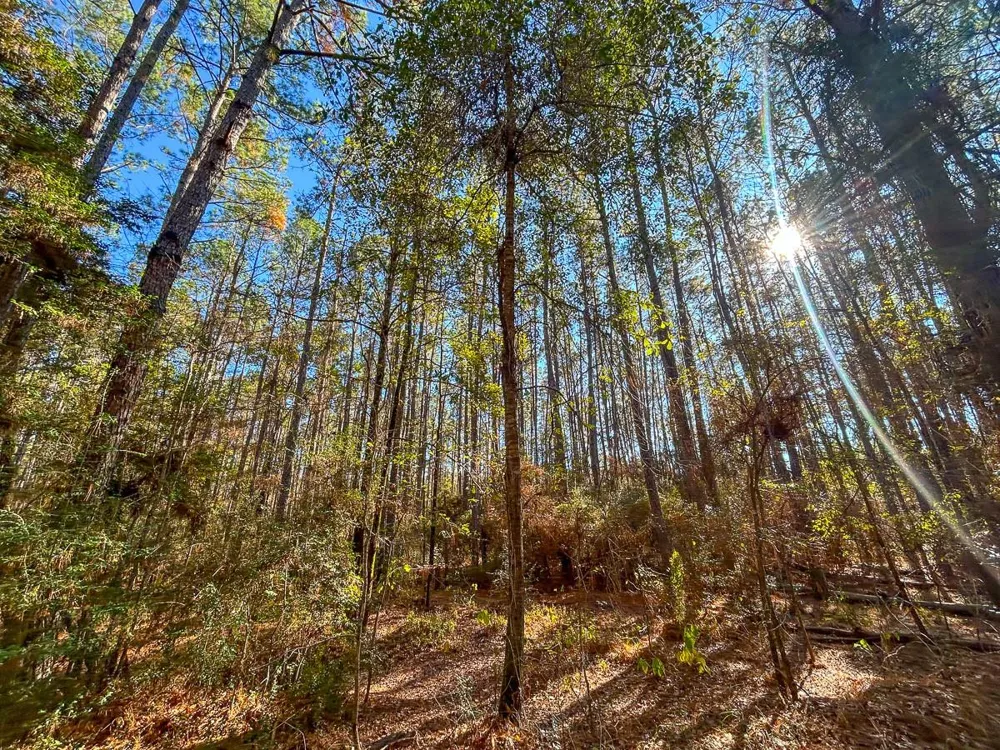 Forest Service Road 527 Apple Springs, TX 75926