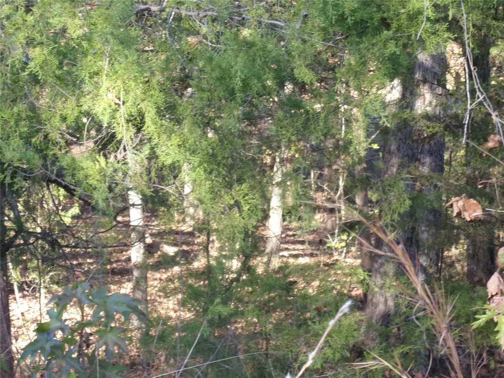 Woodcreek Drive Murchison, TX 75778